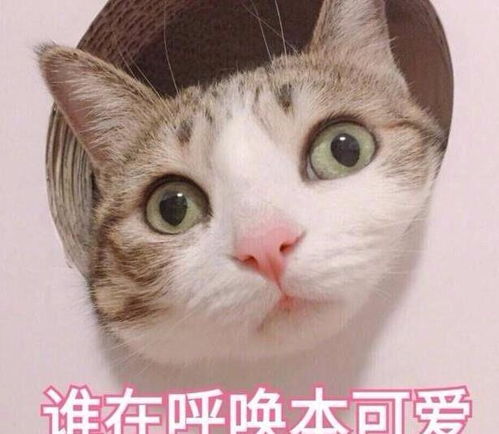 猫咪卖萌表情包带字亲亲