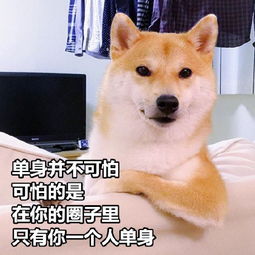 来一组七夕特供表情包,狗子们快拿走