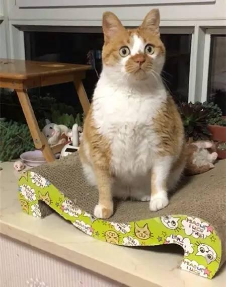 为什么我养的猫会是这样