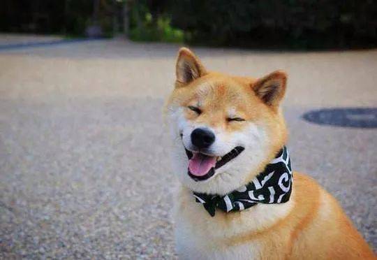 日本博主分享娱乐圈超帅的8位犬颜男星最后一位,画风突变哈哈哈