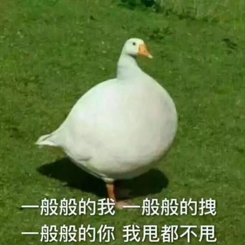 养狗吸猫也就算了,你竟然骗我养牛养鹅养猪....