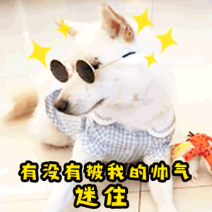 讨女朋友开心的表情包gif只做你一个人的舔狗,认定你了