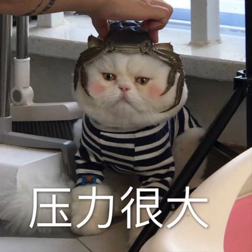 烧钱最厉害的6种猫咪,能伺候起的都是土豪