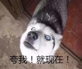 成都蓉e行正式上线,小编教你如何微信举报交通违法