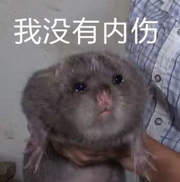竹鼠表情包无水印高清合集超清无字原图分享