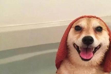 主人给柴犬洗澡,一开始它表情狰狞,后续还真逃不过真香定律了