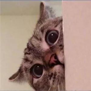 可爱卖萌猫咪表情包走开你丑到朕了