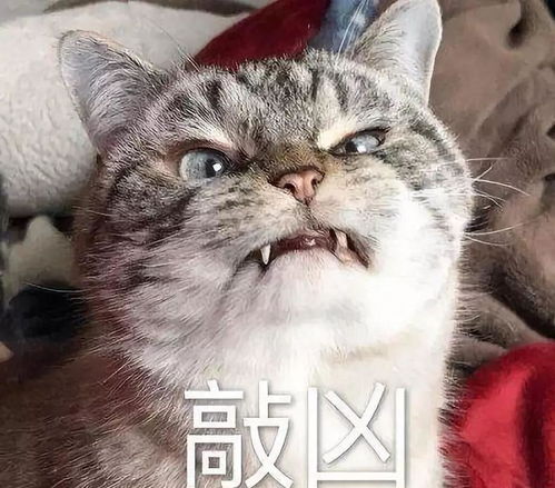 猫咪日常表情包惊奇队长