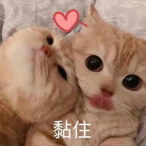 预约送switch,宠我一生治愈系养成手游1月5日1030安卓首测
