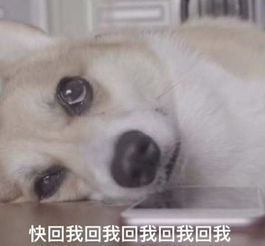 华洛来我这精选文章咏狗