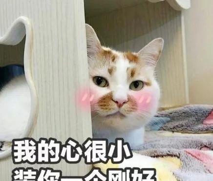 把猫寄养之后,我怀疑我抱错了猫