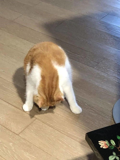 主人在上网课健身时,瑜伽垫惨被橘猫疯狂骚扰