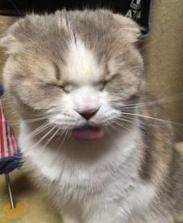 主人买回新型猫粮,拿出就给猫咪享用,谁知猫咪吃后却是这反应