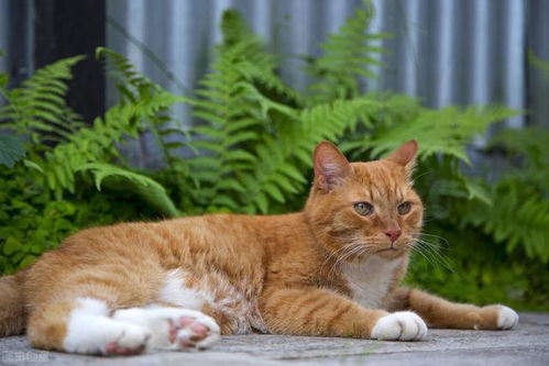 喜欢猫咪怎么办不会养,又太懒今天教你选择适合自己的猫流浪猫猫咪折耳猫养猫暹罗猫网易订阅