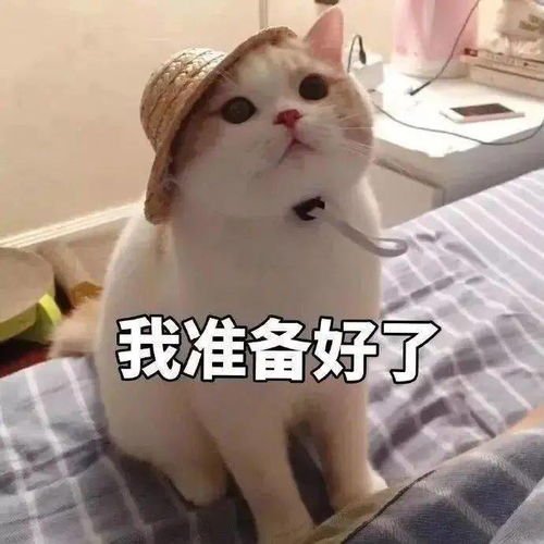 微信聊天必备表情包大全
