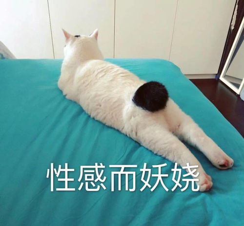 猫猫表情包第十期丨爱情这杯酒,谁喝都得醉