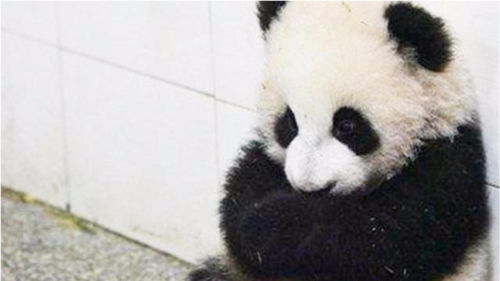 揣手小熊猫迅速走红,表情包萌到爆,萌翻了