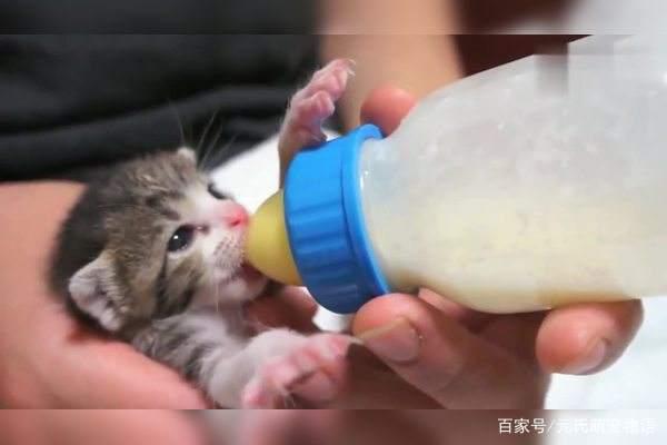 新手如何悉心养护小奶猫超全奶猫成长攻略,建议收藏
