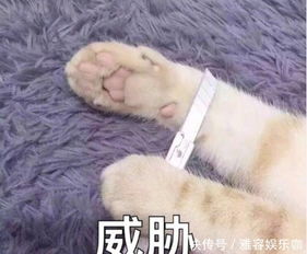 网友自曝疗伤法,心情不好就去看林更新微博,哭着进去笑着出来