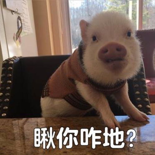 蚂蚁