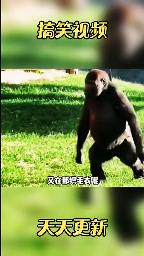 爆笑动物搞笑配音