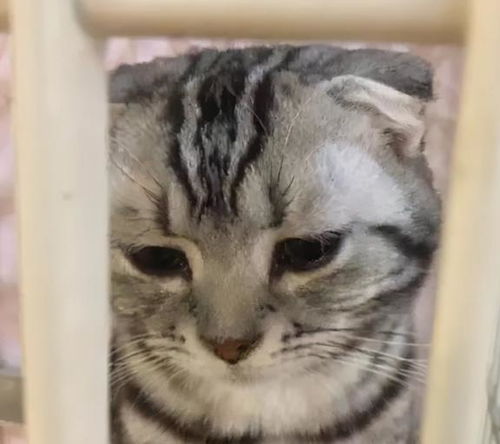 猫咪日常表情包委屈