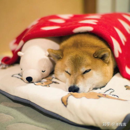 睡睡睡就知道睡表情包柴犬