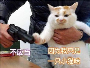 雅适猫粮,雅适猫粮品牌介绍雅适猫粮