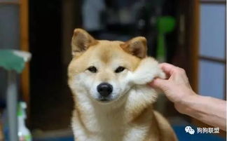 柴犬不要再捏我的脸了,已经被捏的变形回不去了