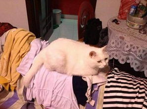 大胖猫也可以诠释性感,主人快过来陪我