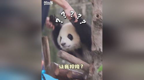 奶妈hai摇花手不管用