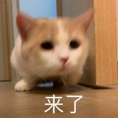 表情包动图你刚刚好凶