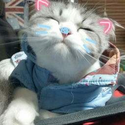 喵控铲屎官日常萌宠可爱的猫咪表情包