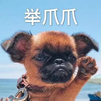 沙雕小动物表情包越可爱,越萌,越骚