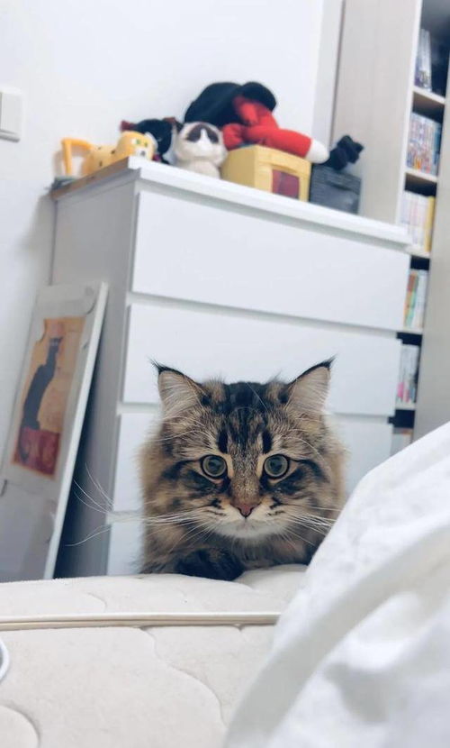 铲屎官晒西伯利亚猫表情包,日常都是戏,这颜艺真是厉害了