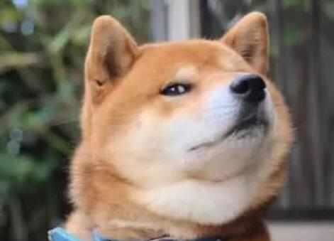 主人为恶搞柴犬,特意买个狗头蛋糕来吃,柴犬表情瞬间亮了