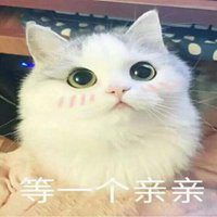 微信猫猫表情包表情包