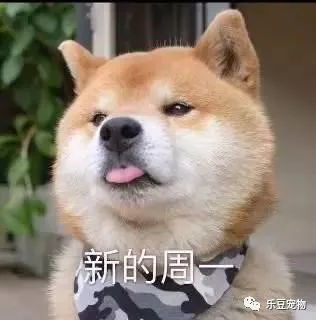 狗狗的一周表情包,今天的我,明天的我周日的我