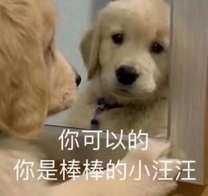 表情包51丨你可以的,你是棒棒的小汪汪