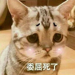 有哪些又可爱又骚气让人忍俊不禁的表情包吸吸