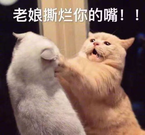 壁纸头像超可爱搞笑猫咪表情包