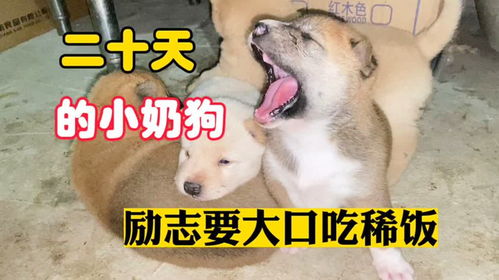 二十天的小奶狗第一次吃稀饭,小黄狗勇往直前,其他小狗犹豫不定