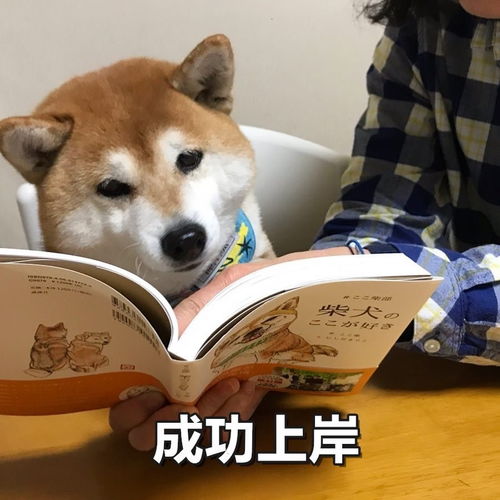 你们的续命表情包是哪些