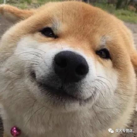 柴犬萌贱表情包合辑,不笑算我输