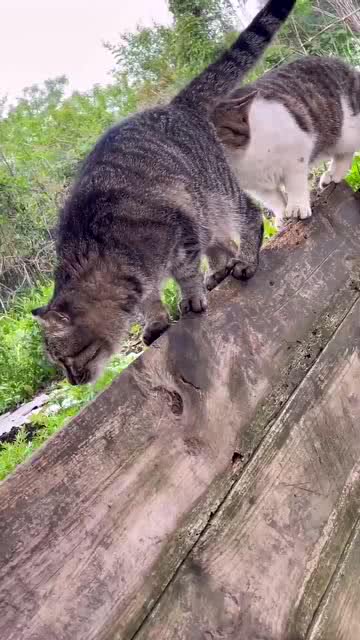 正所谓好奇害死猫,猫咪闻了一下小狸的屁股,表情亮了