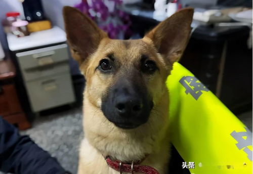 小黄狗被虐待出逃,躲到警车底下被收编,警察把它宠成网红