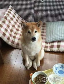因为每天都吃干巴巴的食物而发怒了的汪星人