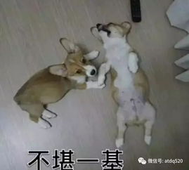 这是一组基情十足的狗狗表情包