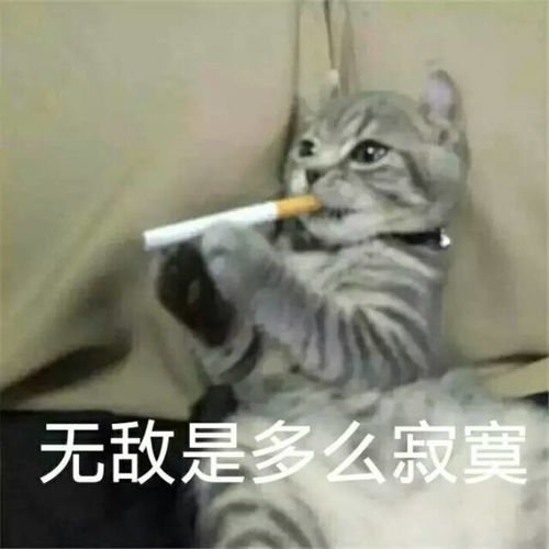 微信小猫的表情包