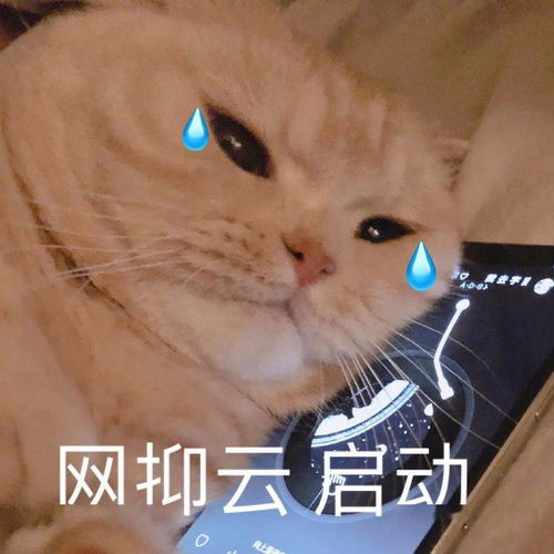 橘猫沙梨表情包
